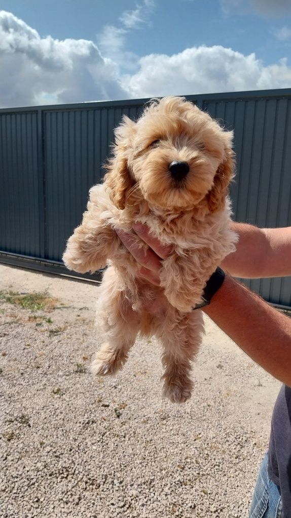 Maltipoo (bichon maltês × caniche)