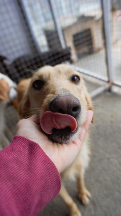 Rosinha cadela jovem porte medio muito meiga