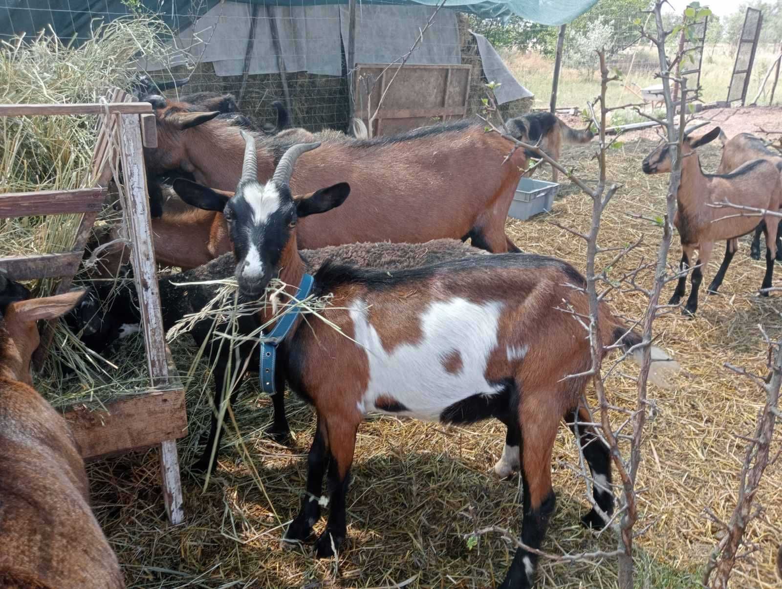 Продам дійних кіз або обмін на овець