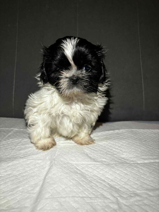 Szczeniaki Shih Tzu