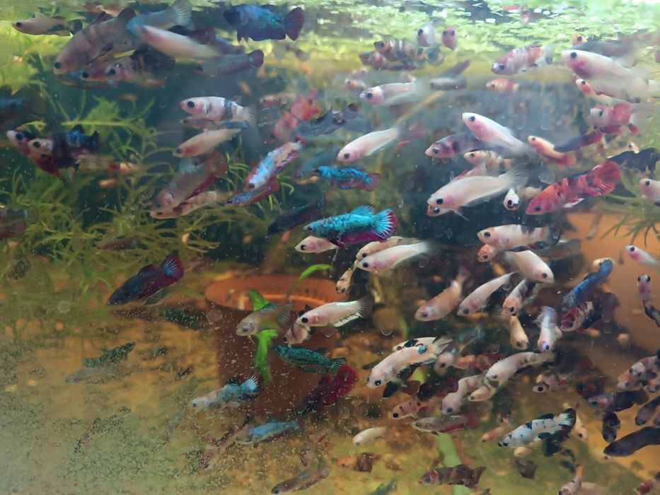 Продам петухов кои