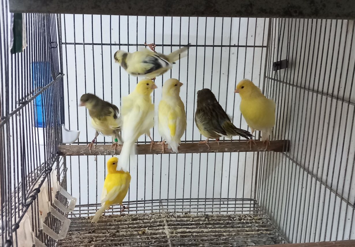 Vendo canários anilhados