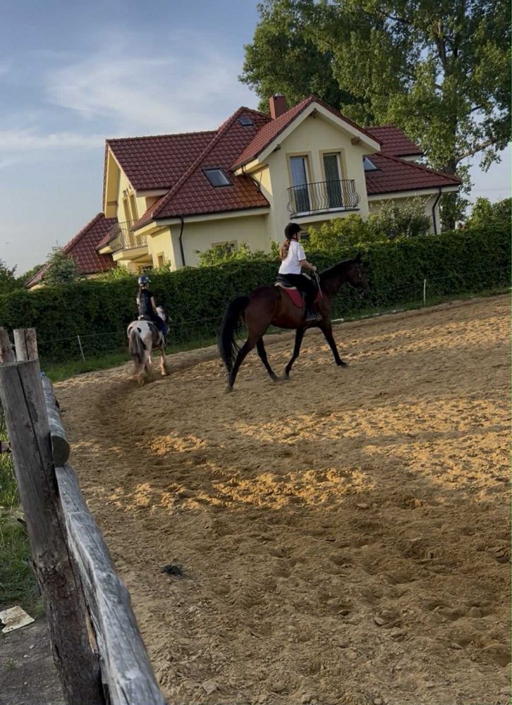 Klacz tinkerka 7 lat