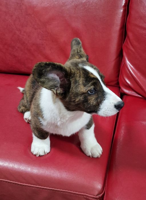 Welsh Corgi cardigan de excelência