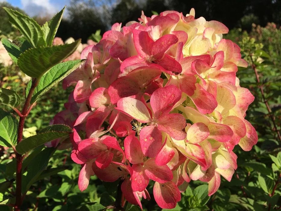 Гортензия-60грн.