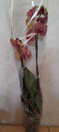 Орхідея фанелопсіс 1 гілка цвітуча