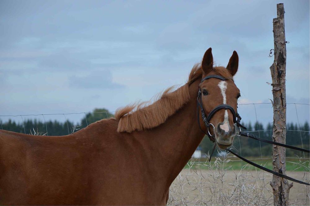Wałach małopolski rekreacja wyjazdy w teren