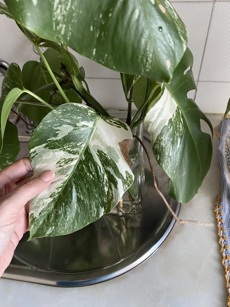 Monstera Albo Variegata