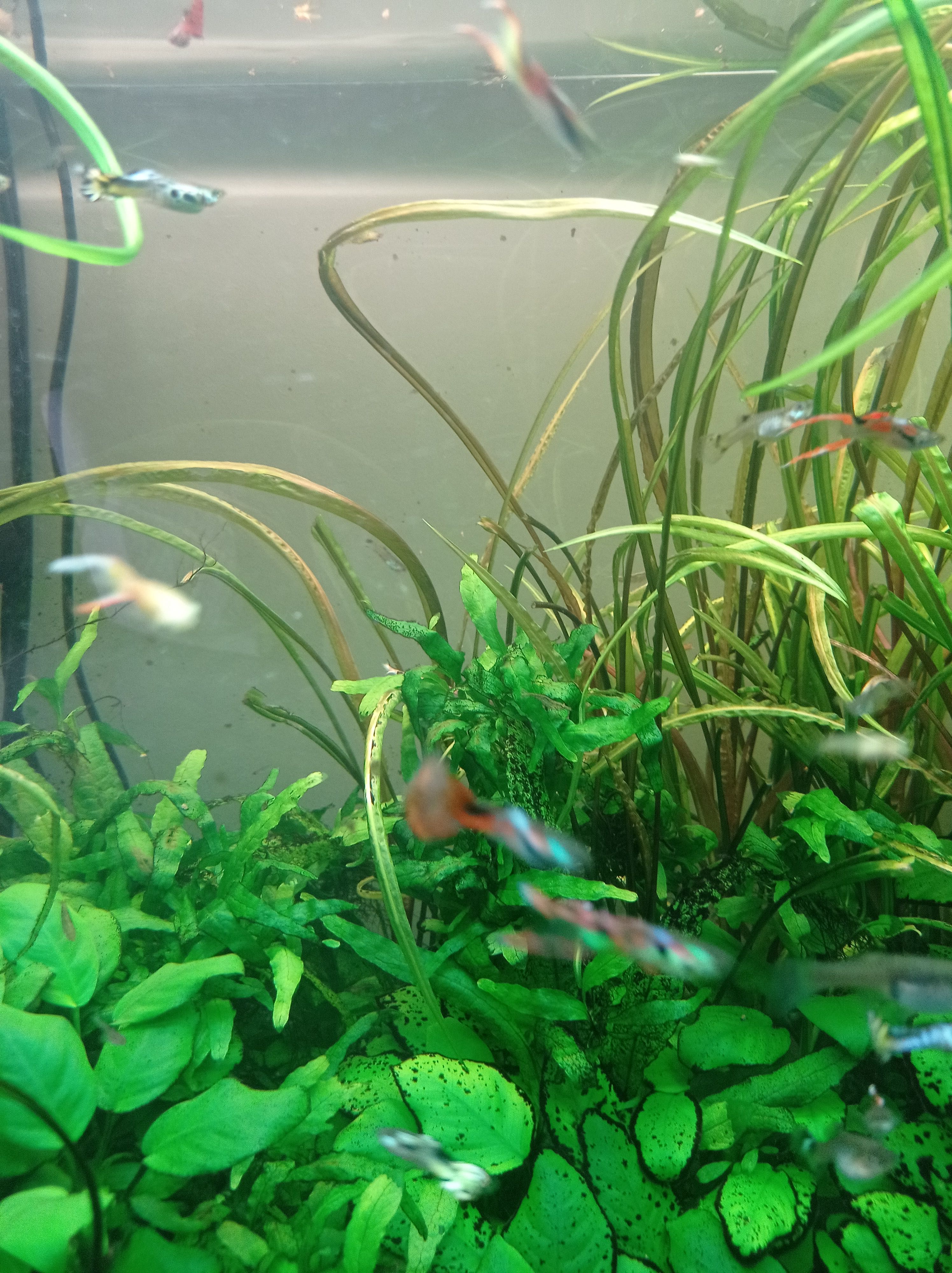 Vendo guppies macho adultos