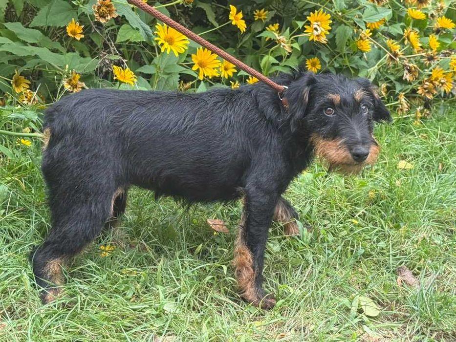 Helka- śliczna terierka do adopcji