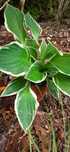 Sprzedam Hosta Funkia 2 szt