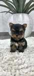 Yorkshire terrier miniatura menina