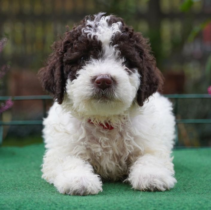 Lagotto Romagnolo biało-brązowa suczka ZKwP/FCI