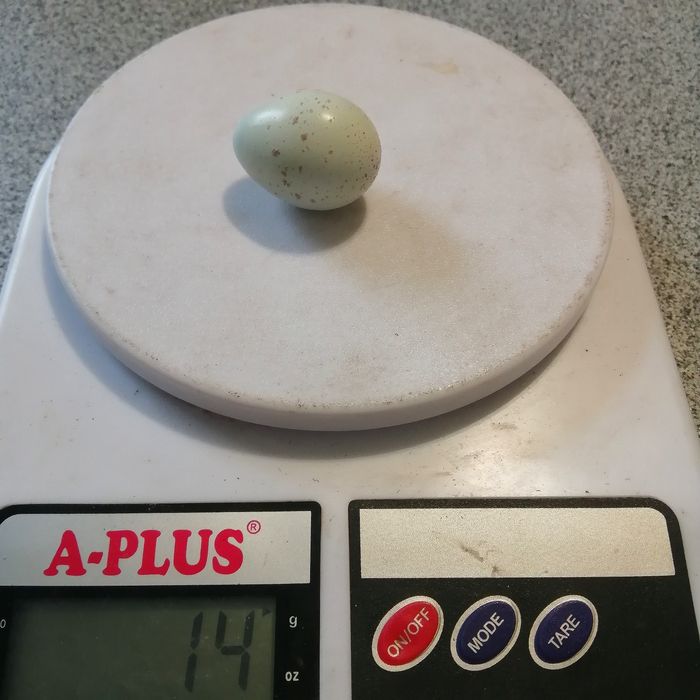 Перепела породи Целадон (Селадон)Селадони