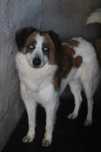 SCOOBY (Macho, xBorder Collie) Para Adopção