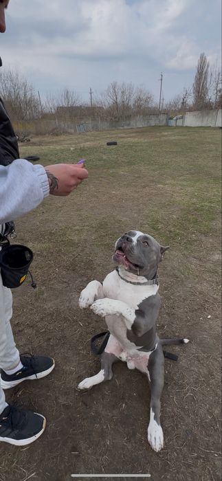 Дресирування собак. Індивідуально та групові заняття. Послуги кінолога