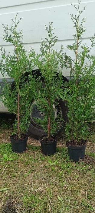 Tuja tuje brabant 130 cm Promocja