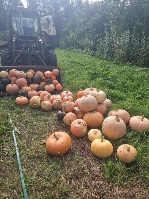 Świeże dynie z domowej uprawy 
Naturalnie wyhodowane,