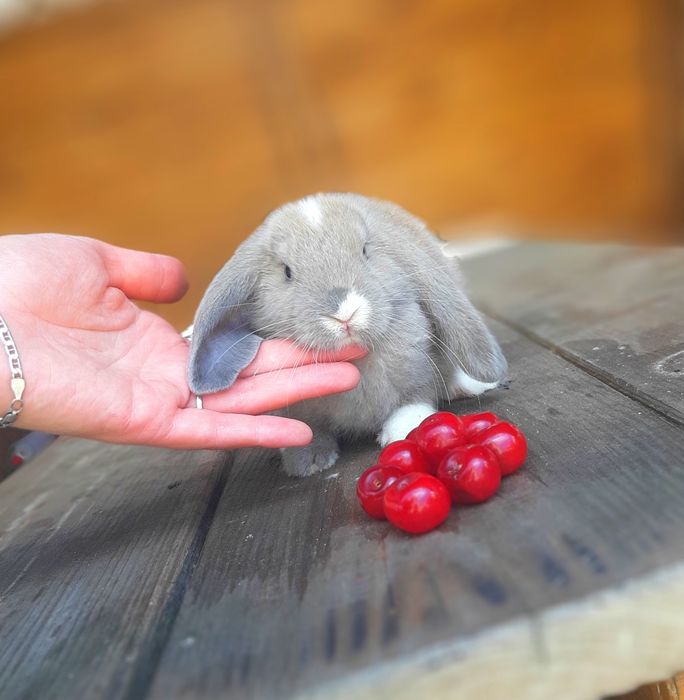 Карликовый мини кролик вислоухий баранчик