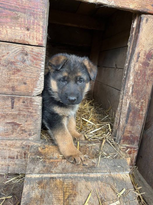 Німецька вівчарка