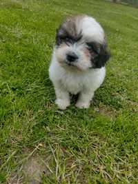 Oddam shih TZU w dobre ręce