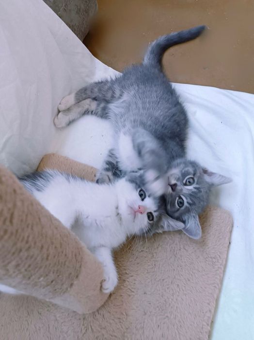 Котики котята отдам котенок