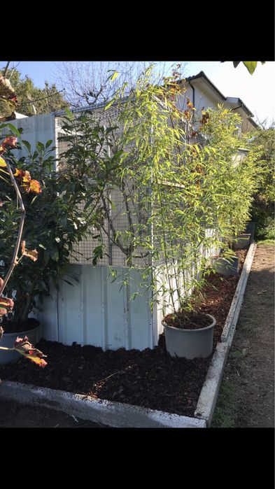 Papagaio Cauda Vermelha /Femea