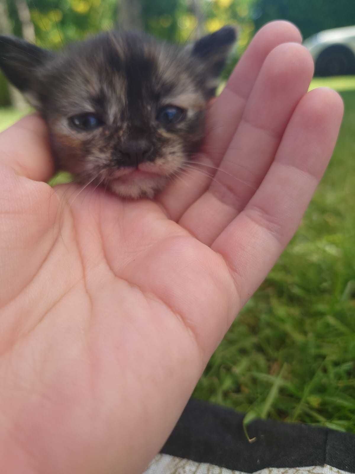 3 gatinhos para adoção