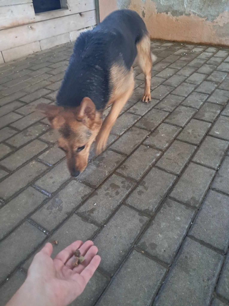 Wiki do pilnej adopcji!