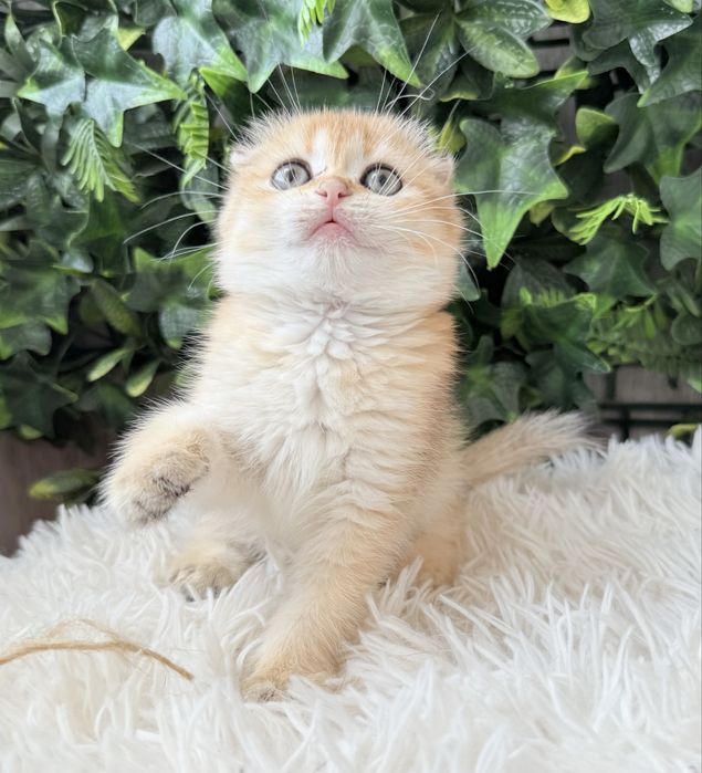 Menina scottish fold golden