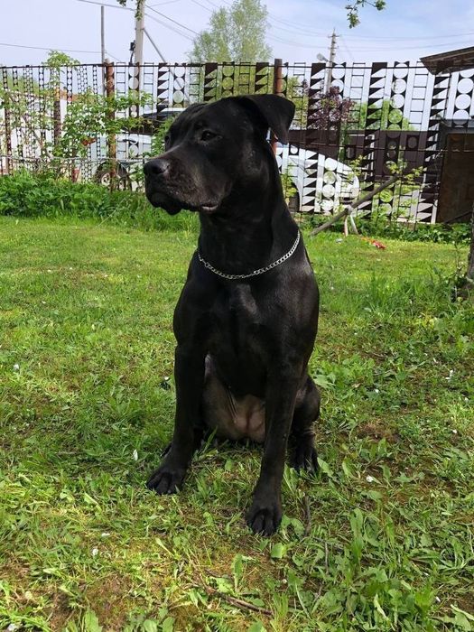 Американський пітбуль