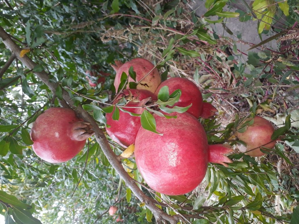 Саженцы граната персика инжира винограда абрикоса плодовых деревьев