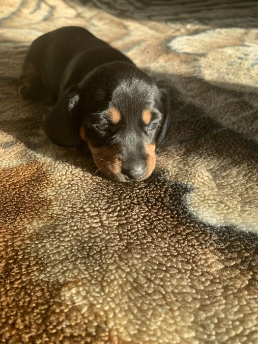 Цуценята такси, шукають родину!