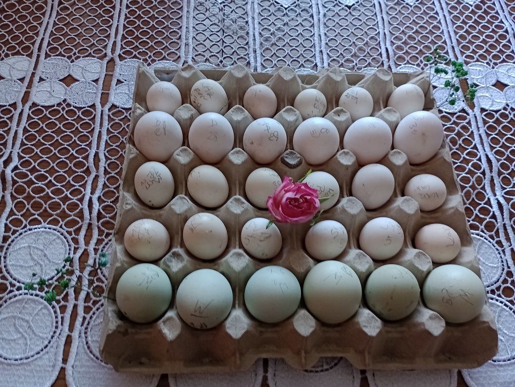Kochiny, karzełki łapciate,brakle,