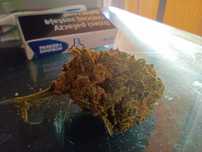 Cbd+ Cbg Premium Weed 5 gram 96 PLN