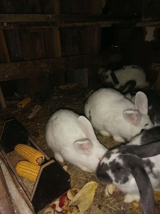 Króliki po srokaczu