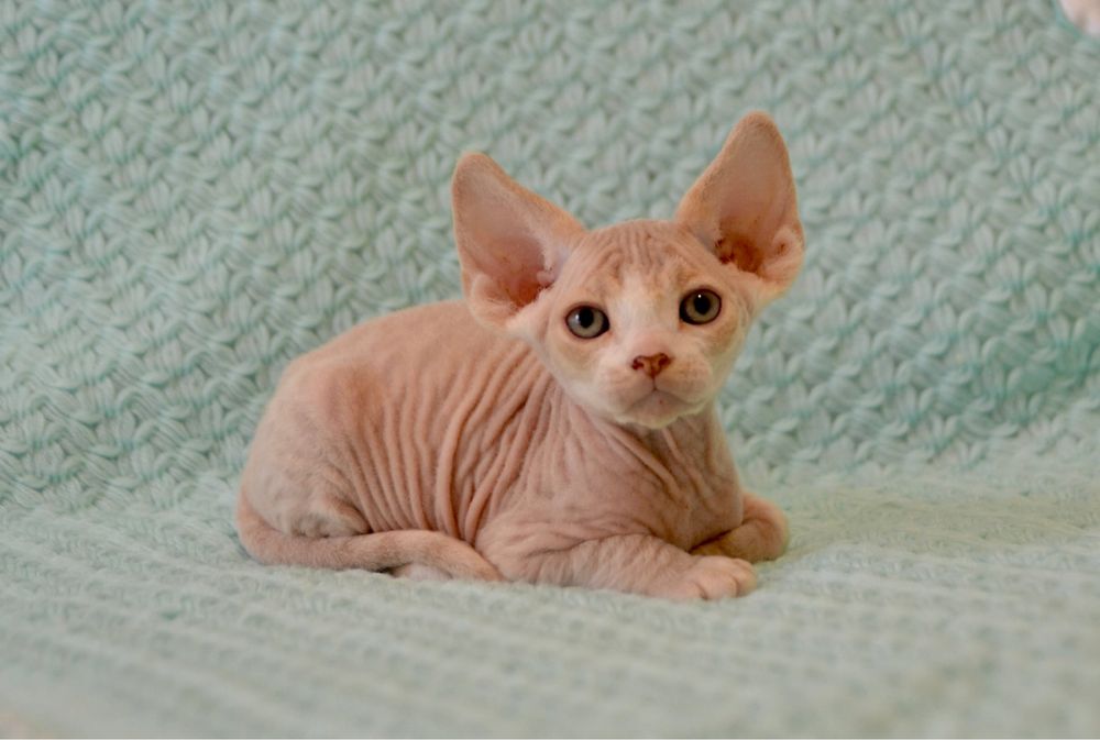 Котеня девон рекс хлопчик