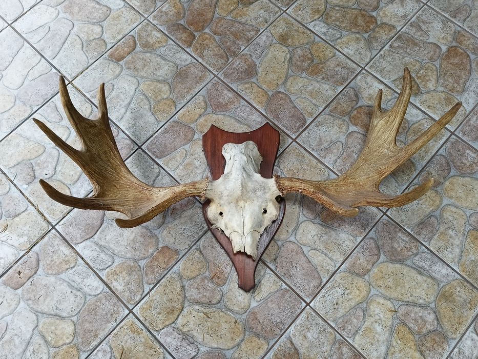 Poroże łosia. Trofeum