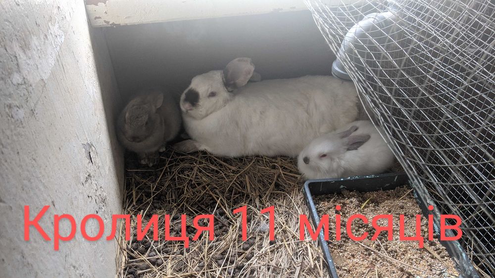 Кролики, Кролі (від двох і більше знижка)