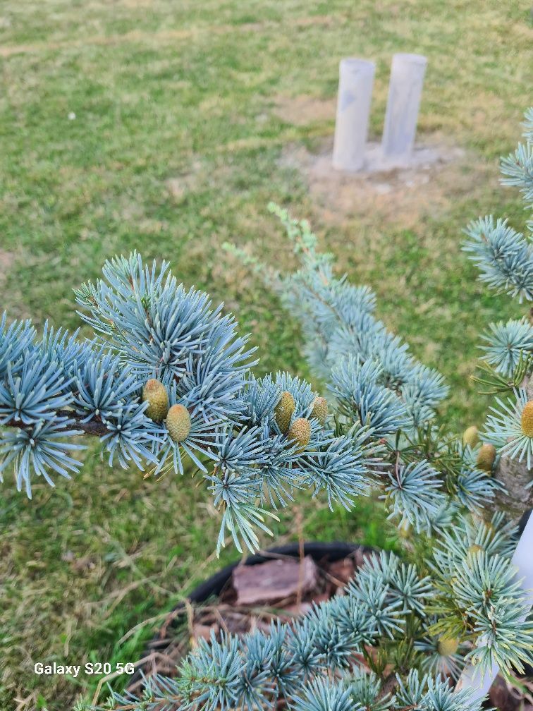 Cedr Cedrus  sadzonki 2-2,50cm wysokie.