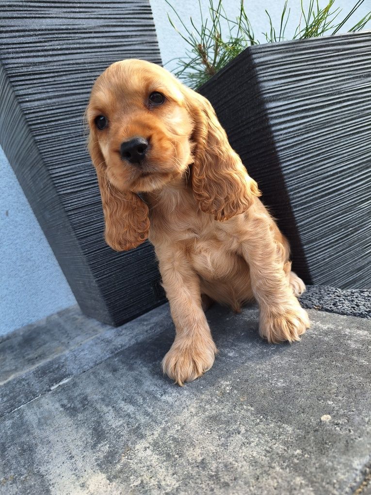 Cocker spaniel pies 8 tygodni