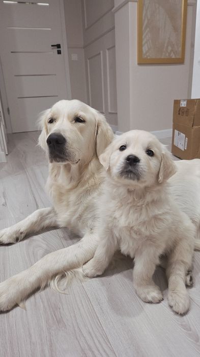 Golden Retriever piesek