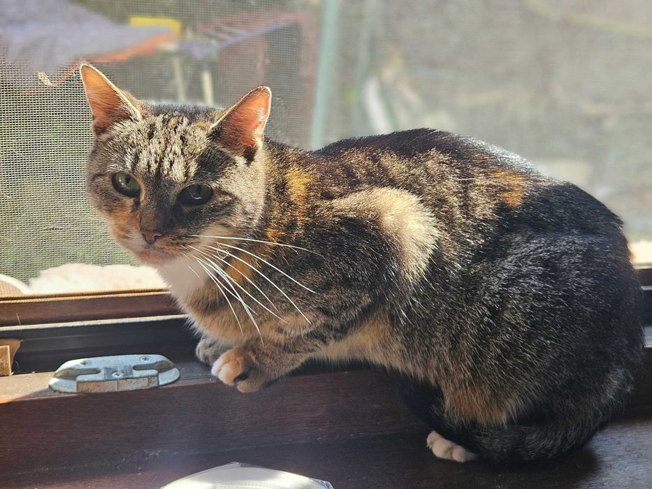 Kotka o łagodnym sercu szuka spokojnej rodziny