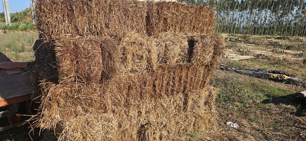 Fardos de palha de trigo com feno