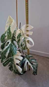 Monstera Variegata