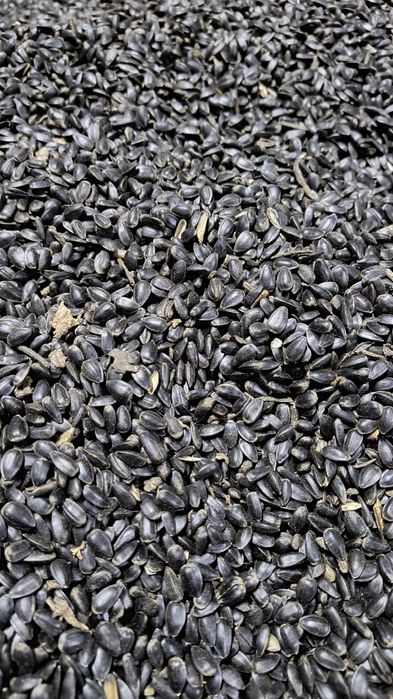 Słonecznik czarny dla ptaków