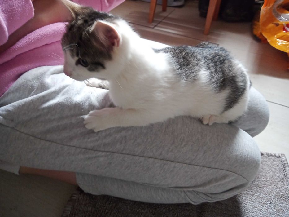 Oddam kotki w dobre ręce