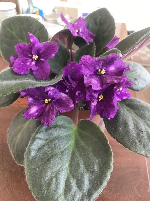 Продам фиалки цветущие