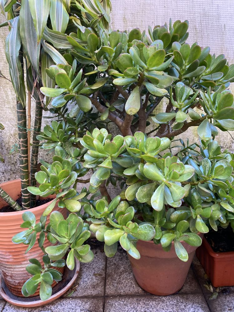 Vendo Grassula ovata planta interio exterior
