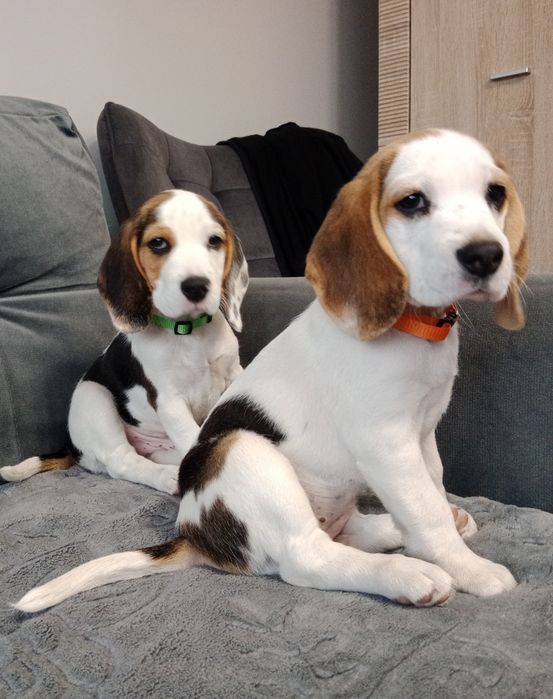 Beagle szczeniak
